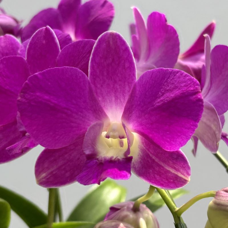 デンファレ（洋蘭）5本立　鉢物　濃いピンク系　☆品種おまかせ　※離島不可